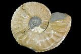 Ammonite (Pleuroceras) Fossil - Germany #125415-1